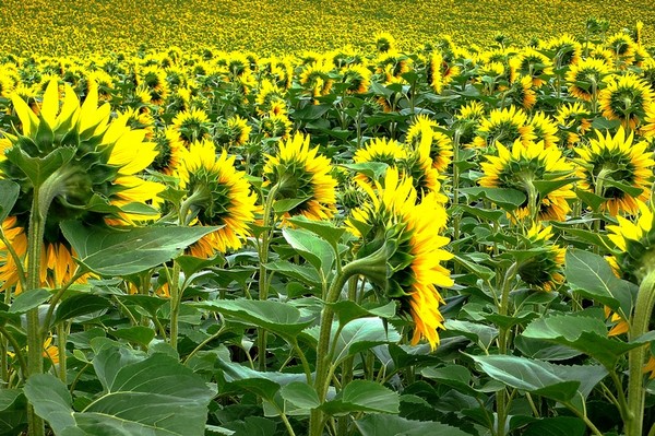 FLEURS