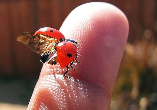 COCCINELLE