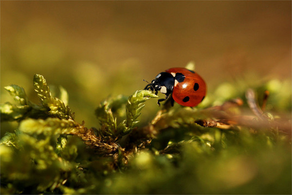 COCCINELLE