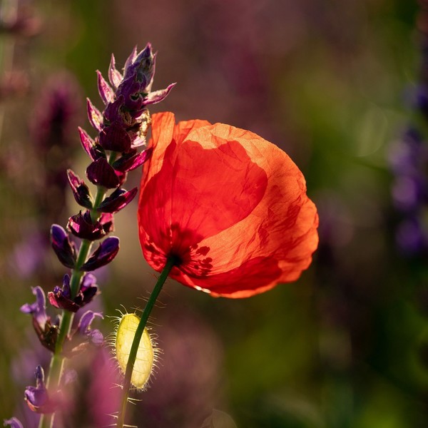 COQUELICOTS 2