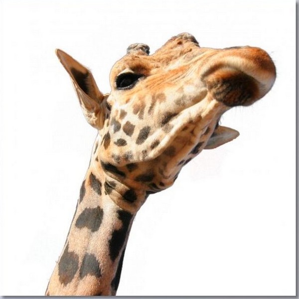 GIRAFE