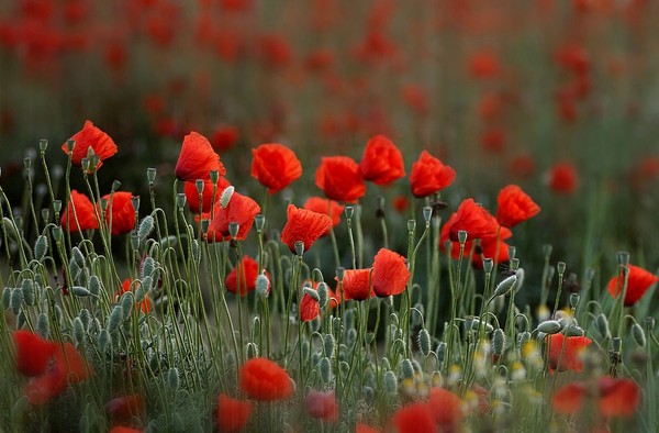 COQUELICOTS