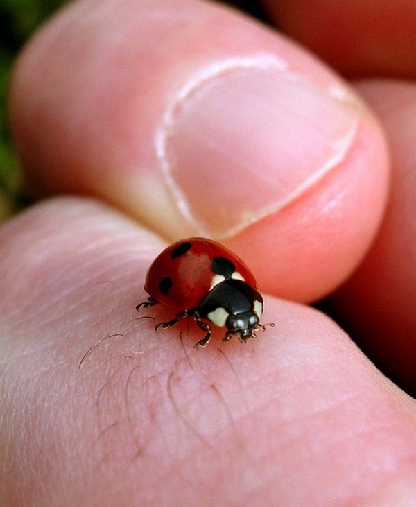 COCCINELLE