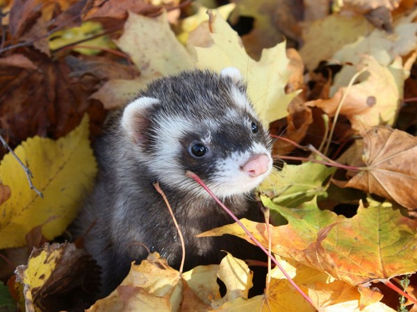 FURET