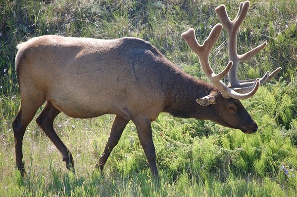 BICHE CERF...