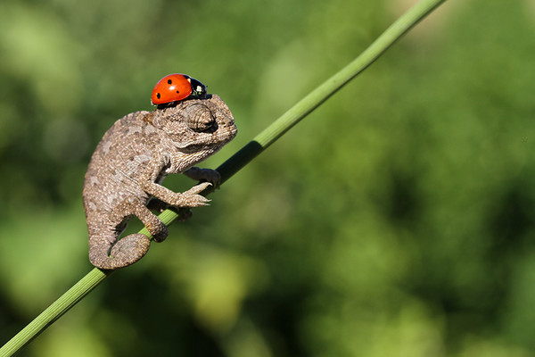 COCCINELLE