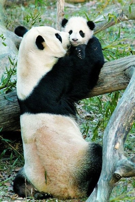 PANDAS