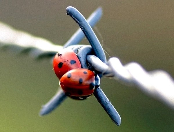 COCCINELLES