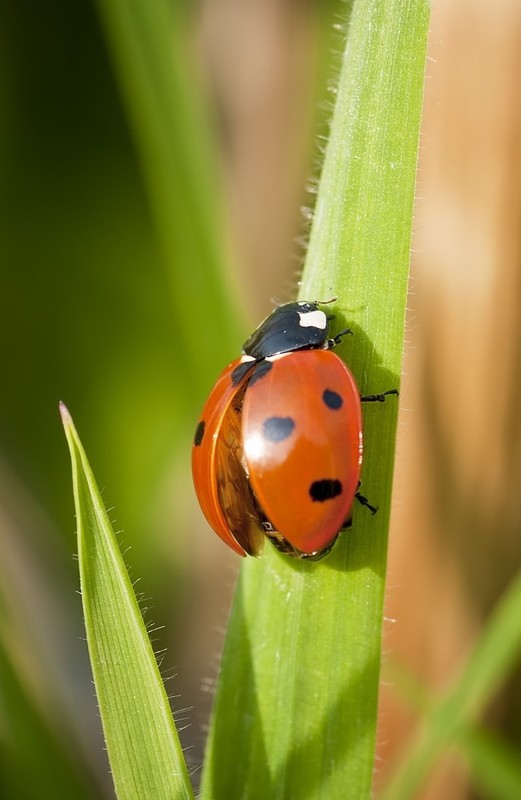 COCCINELLE