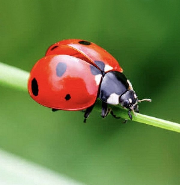 COCCINELLE 3