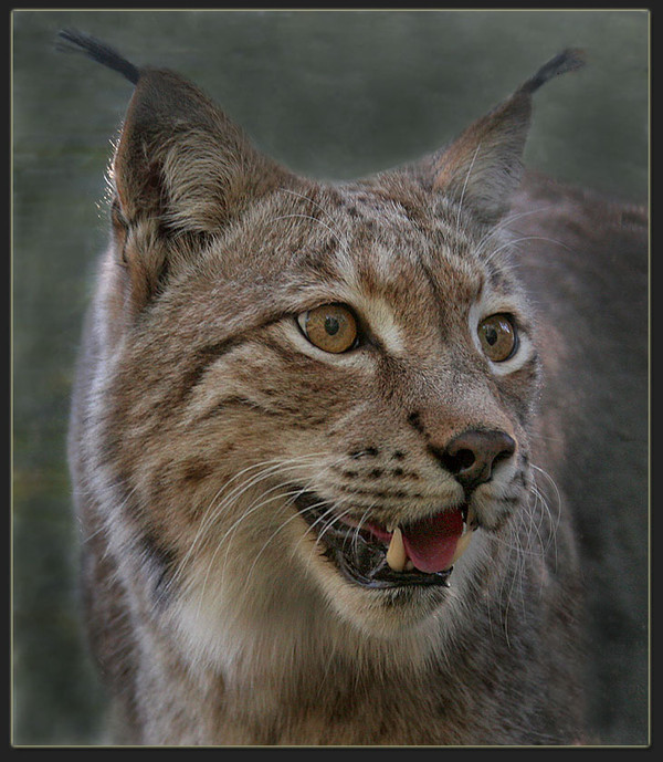 LYNX