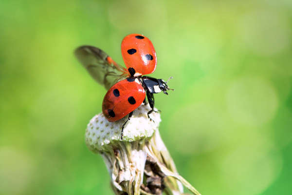 COCCINELLE 2