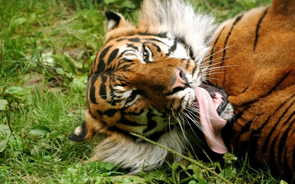 TIGRE