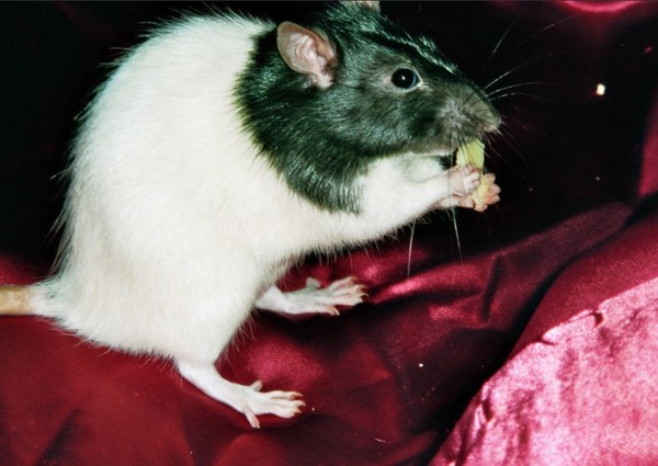 RAT SOURIS HAMSTER... 2