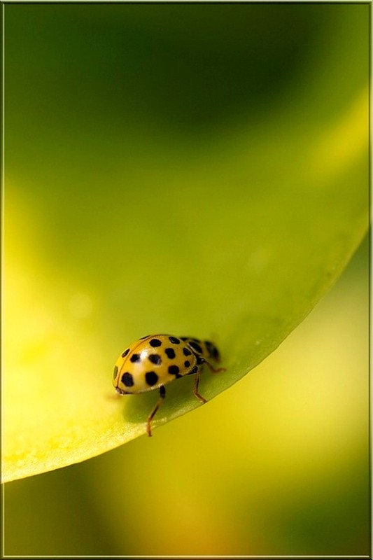 COCCINELLE