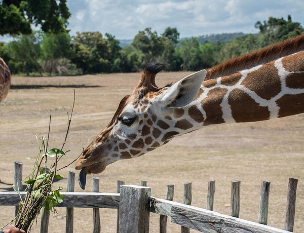 GIRAFE