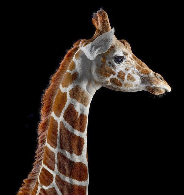 GIRAFE