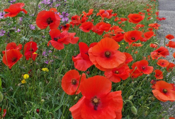 COQUELICOTS