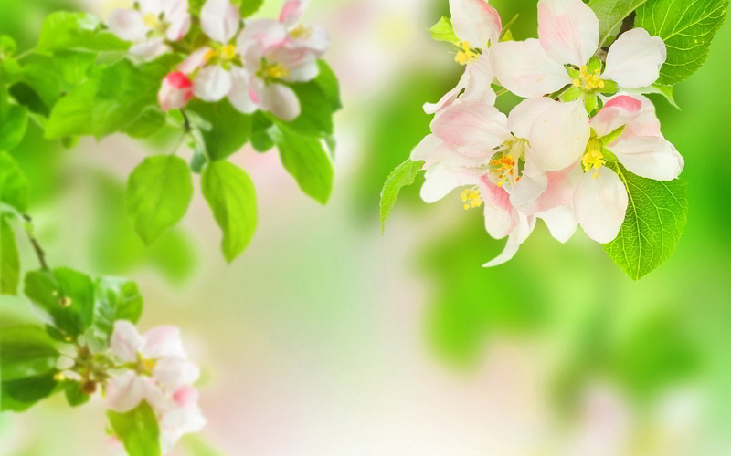 6946699-spring-apple-blossom.jpg