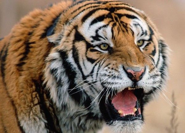 TIGRE