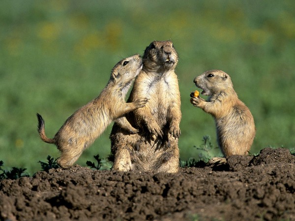 CHIENS DE PRAIRIE