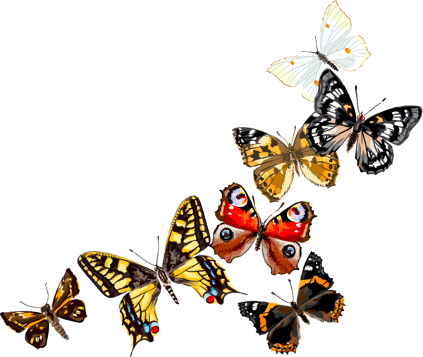 PAPILLONS