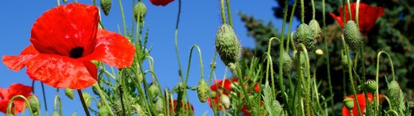 COQUELICOTS