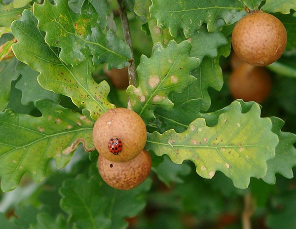 COCCINELLE