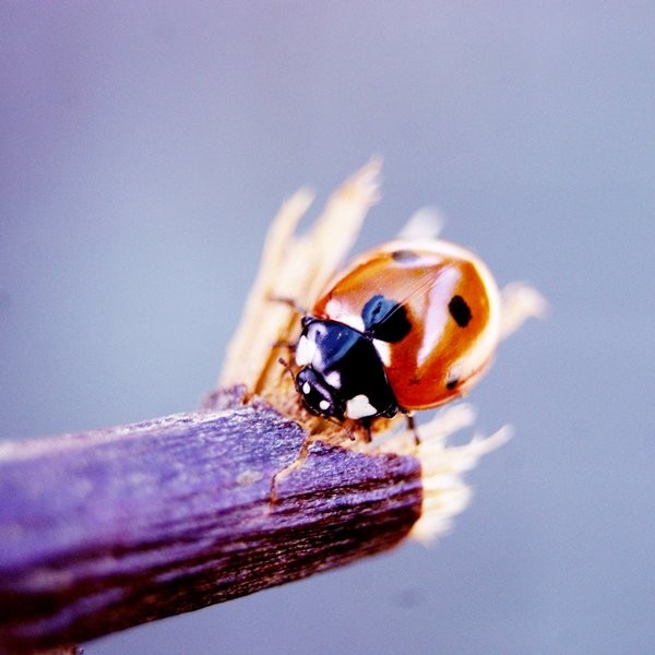 COCCINELLE