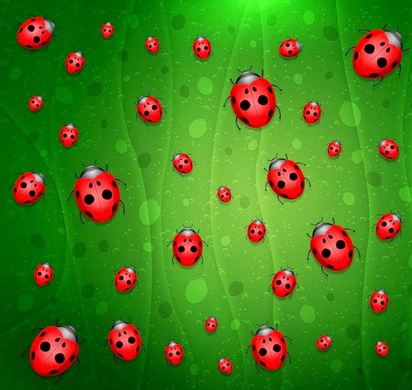 COCCINELLES