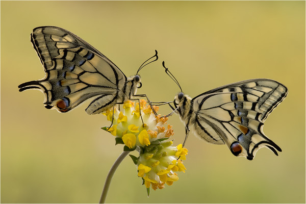 PAPILLONS