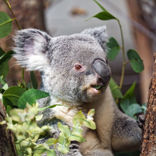 KOALA