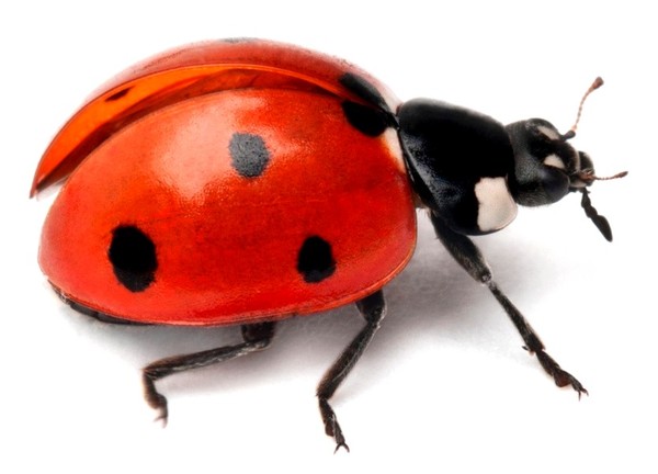 COCCINELLE