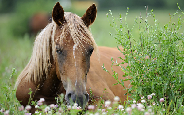 CHEVAL 2