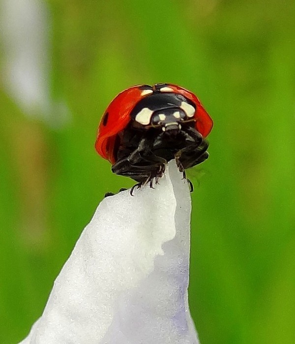 COCCINELLE