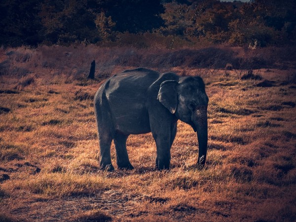 ELEPHANTS