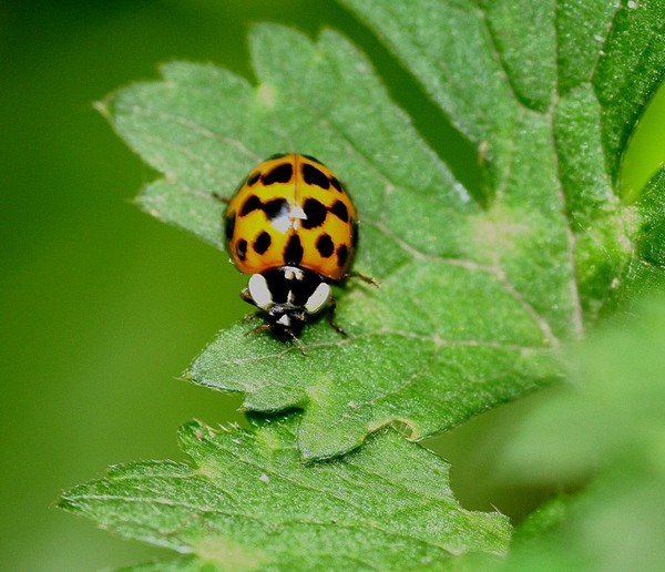 COCCINELLE