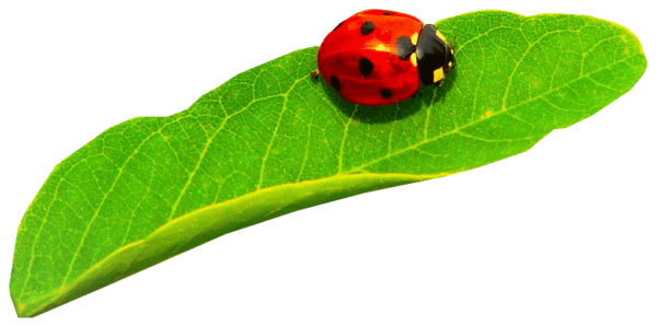 COCCINELLE 2