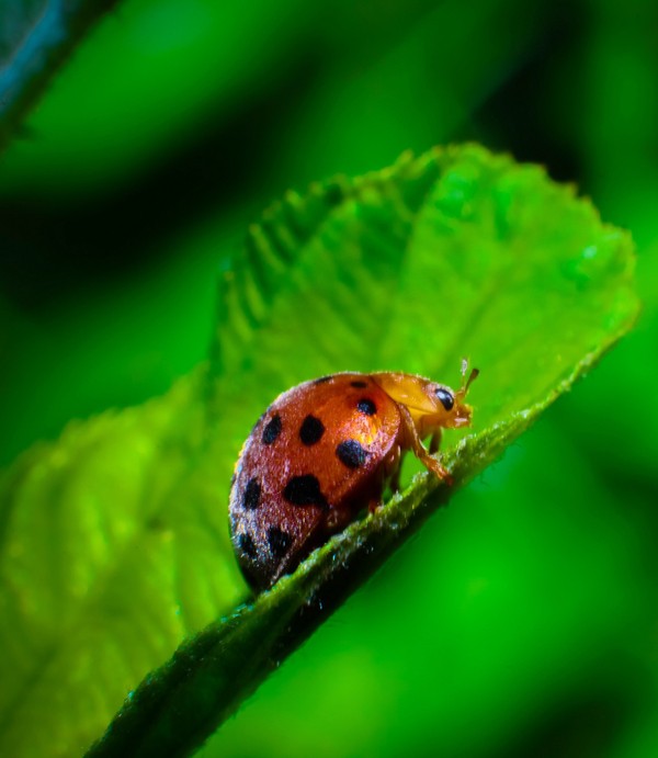 COCCINELLE