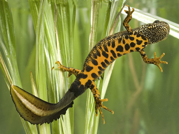 SALAMANDRE