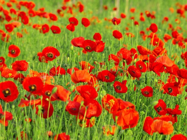 COQUELICOTS