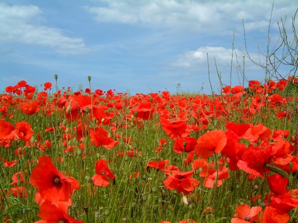 COQUELICOTS