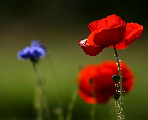 COQUELICOTS