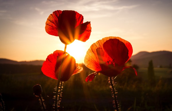 COQUELICOTS