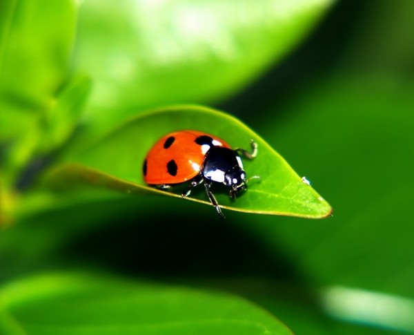 COCCINELLE