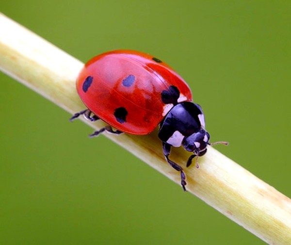 COCCINELLE