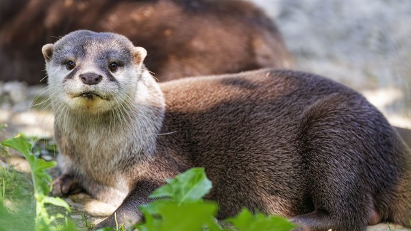 LOUTRE