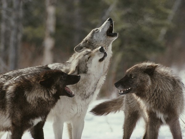 LOUPS