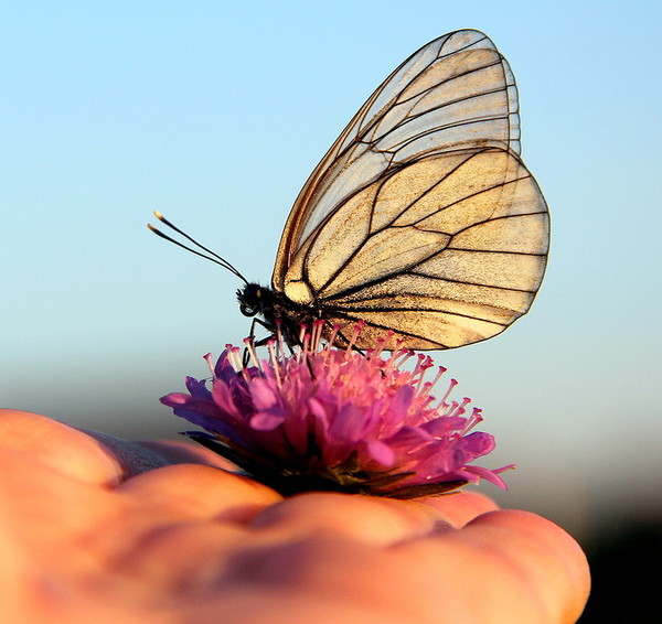 PAPILLON