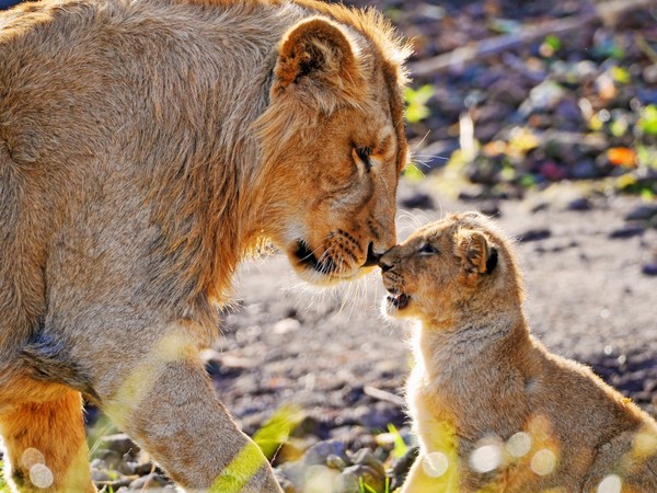 LIONNE ET LIONCEAU